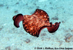 Polyclad Flatworm, "Pseudobiceros fulger", undulating abo... by Jim Phillips 